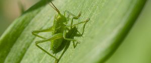 Preview wallpaper grasshopper, insect, leaf, wildlife, macro, green