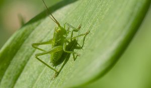 Preview wallpaper grasshopper, insect, leaf, wildlife, macro, green