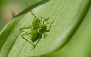 Preview wallpaper grasshopper, insect, leaf, wildlife, macro, green