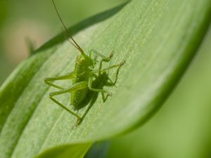 Preview wallpaper grasshopper, insect, leaf, wildlife, macro, green