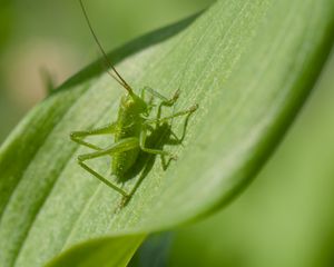 Preview wallpaper grasshopper, insect, leaf, wildlife, macro, green