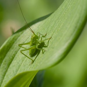 Preview wallpaper grasshopper, insect, leaf, wildlife, macro, green
