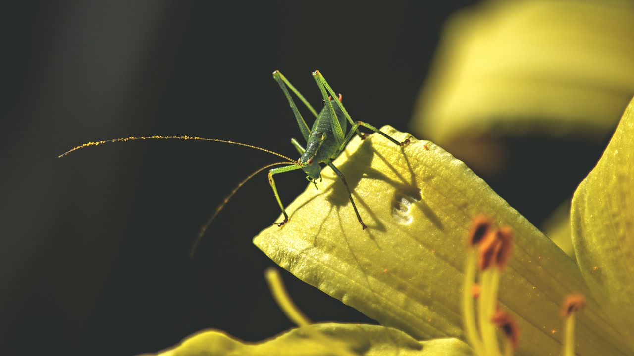 Wallpaper grasshopper, insect, leaves, sunlight