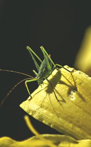 Preview wallpaper grasshopper, insect, leaves, sunlight