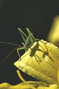 Preview wallpaper grasshopper, insect, leaves, sunlight