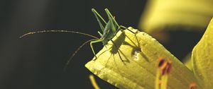 Preview wallpaper grasshopper, insect, leaves, sunlight