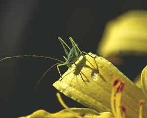 Preview wallpaper grasshopper, insect, leaves, sunlight