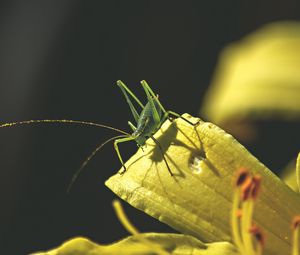 Preview wallpaper grasshopper, insect, leaves, sunlight