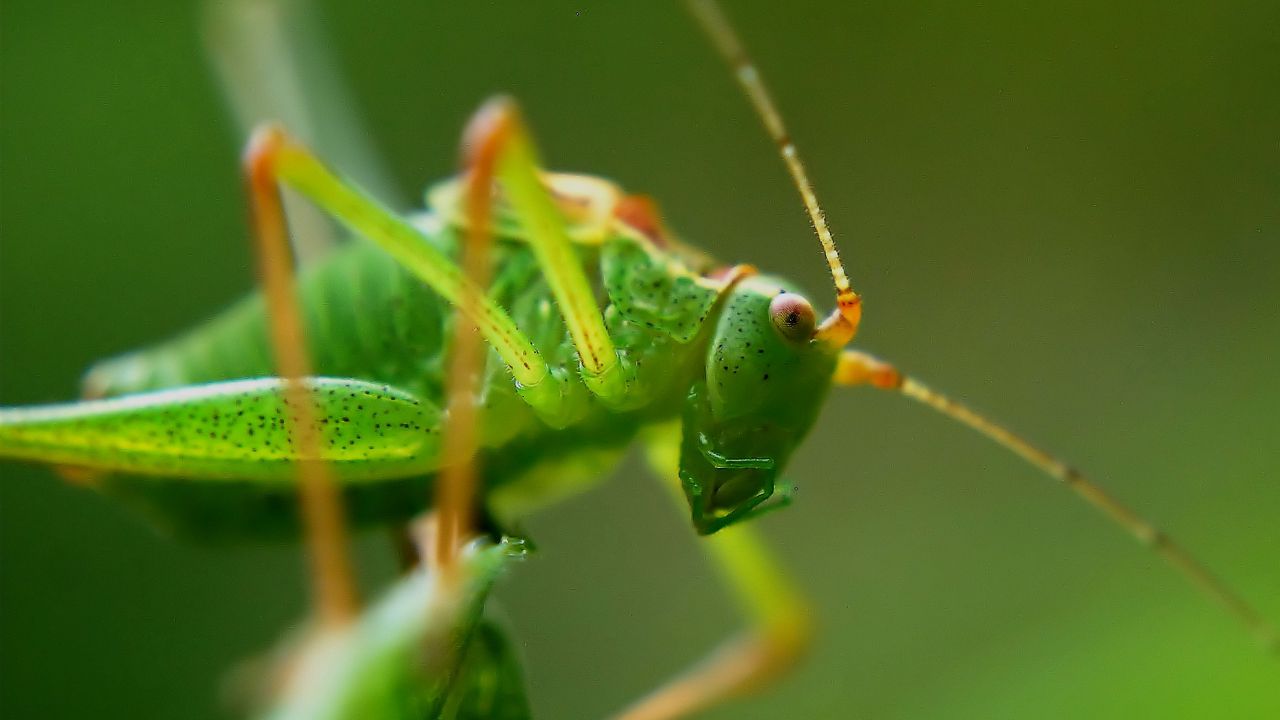 Wallpaper grasshopper, insect, macro, mustache