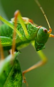 Preview wallpaper grasshopper, insect, macro, mustache