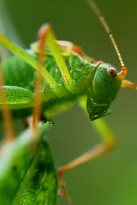 Preview wallpaper grasshopper, insect, macro, mustache