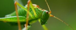 Preview wallpaper grasshopper, insect, macro, mustache