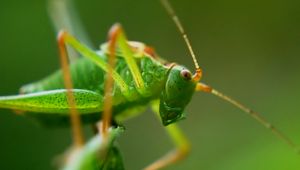 Preview wallpaper grasshopper, insect, macro, mustache