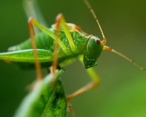 Preview wallpaper grasshopper, insect, macro, mustache