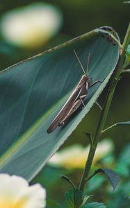 Preview wallpaper grasshopper, insect, macro, leaf, plant