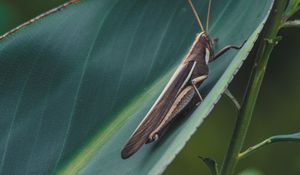 Preview wallpaper grasshopper, insect, macro, leaf, plant