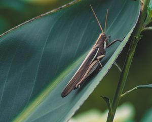 Preview wallpaper grasshopper, insect, macro, leaf, plant