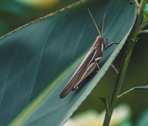 Preview wallpaper grasshopper, insect, macro, leaf, plant