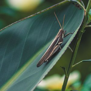 Preview wallpaper grasshopper, insect, macro, leaf, plant