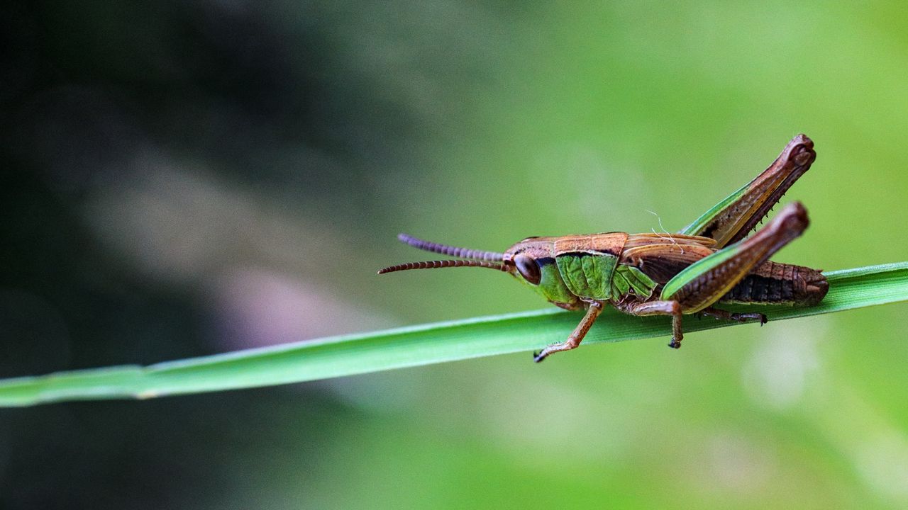 Wallpaper grasshopper, insect, macro, blur