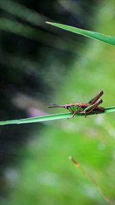 Preview wallpaper grasshopper, insect, macro, blur