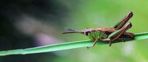 Preview wallpaper grasshopper, insect, macro, blur