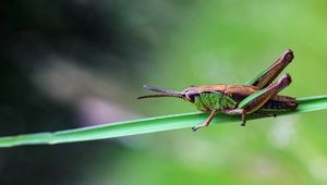 Preview wallpaper grasshopper, insect, macro, blur