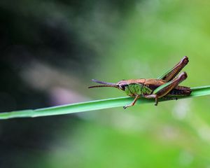 Preview wallpaper grasshopper, insect, macro, blur