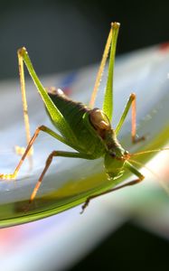 Preview wallpaper grasshopper, insect, plant, close-up