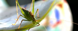 Preview wallpaper grasshopper, insect, plant, close-up