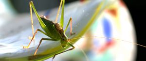 Preview wallpaper grasshopper, insect, plant, close-up