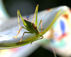 Preview wallpaper grasshopper, insect, plant, close-up