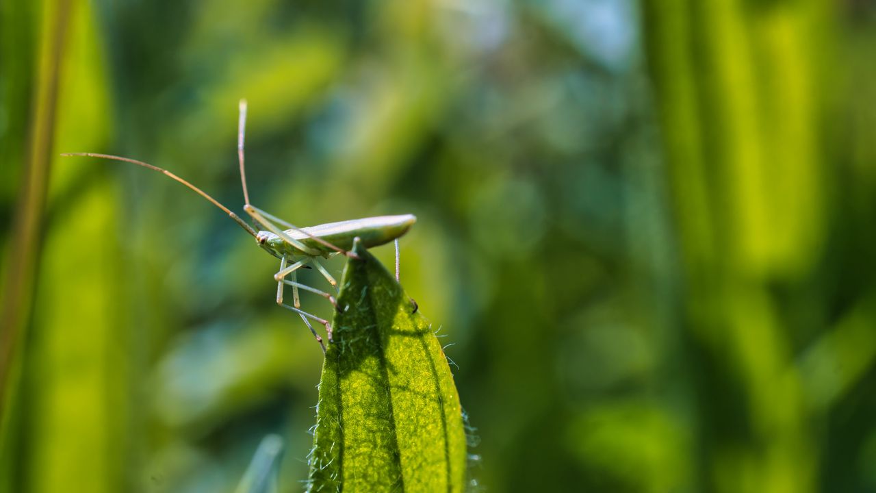 Wallpaper grasshopper, leaf, insect, macro, green, blur