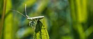 Preview wallpaper grasshopper, leaf, insect, macro, green, blur