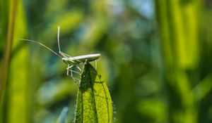 Preview wallpaper grasshopper, leaf, insect, macro, green, blur