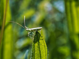 Preview wallpaper grasshopper, leaf, insect, macro, green, blur