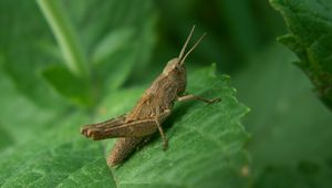 Preview wallpaper grasshopper, leaves, grass