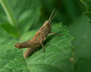 Preview wallpaper grasshopper, leaves, grass