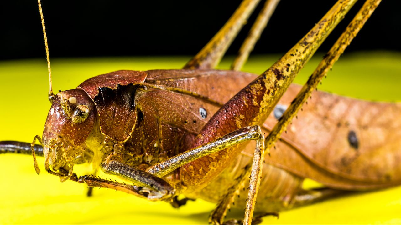 Wallpaper grasshopper, macro, insect