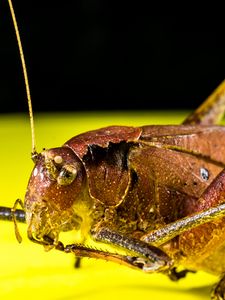 Preview wallpaper grasshopper, macro, insect