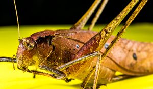 Preview wallpaper grasshopper, macro, insect