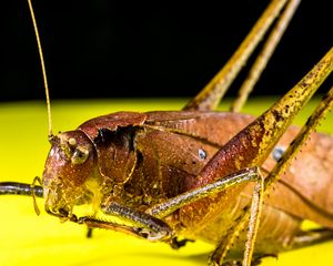 Preview wallpaper grasshopper, macro, insect