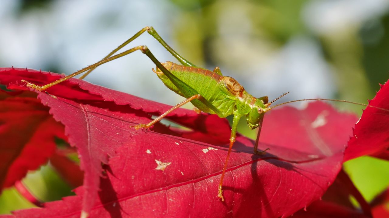 Wallpaper grasshopper, maple, leaf