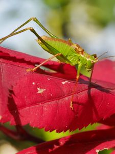 Preview wallpaper grasshopper, maple, leaf