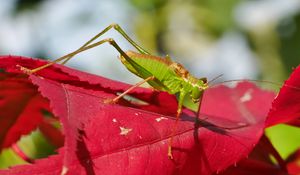 Preview wallpaper grasshopper, maple, leaf