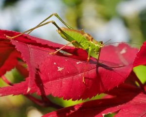 Preview wallpaper grasshopper, maple, leaf