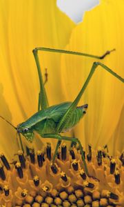 Preview wallpaper grasshopper, sunflower, insect