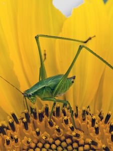 Preview wallpaper grasshopper, sunflower, insect