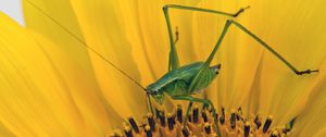 Preview wallpaper grasshopper, sunflower, insect