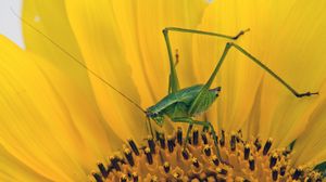Preview wallpaper grasshopper, sunflower, insect